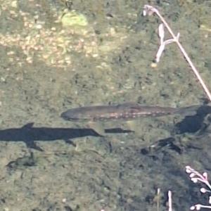 Click to view this image in a large viewer