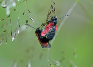 Click to view this image in a large viewer