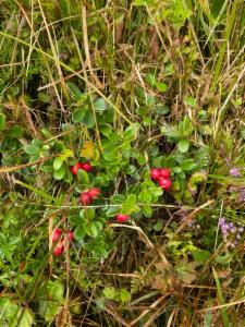 Click to view this image in a large viewer