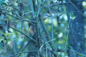 Click to view this image in a large viewer