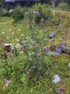 Click to view this image in a large viewer