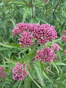 Click to view this image in a large viewer