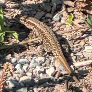 Click to view this image in a large viewer