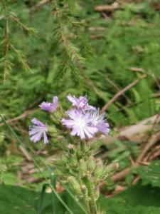 Click to view this image in a large viewer