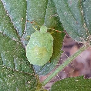 Click to view this image in a large viewer