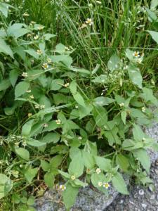 Click to view this image in a large viewer