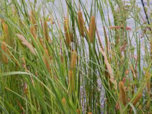 Click to view this image in a large viewer