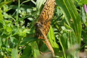 Click to view this image in a large viewer