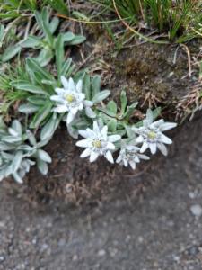 Click to view this image in a large viewer