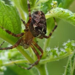 Click to view this image in a large viewer