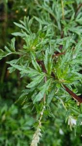 Click to view this image in a large viewer