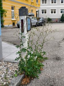 Click to view this image in a large viewer