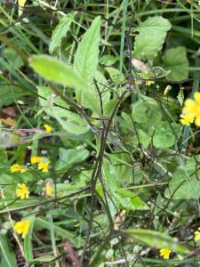 Click to view this image in a large viewer