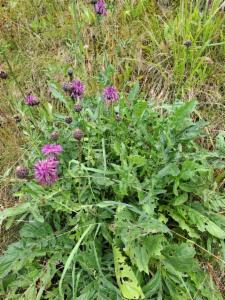 Click to view this image in a large viewer