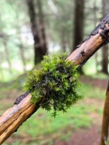 Click to view this image in a large viewer