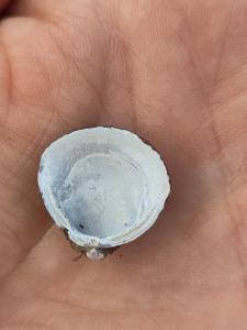 Click to view this image in a large viewer