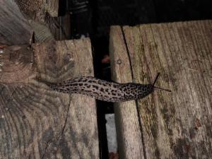 Click to view this image in a large viewer