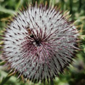 Click to view this image in a large viewer