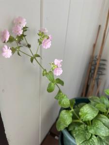 Click to view this image in a large viewer