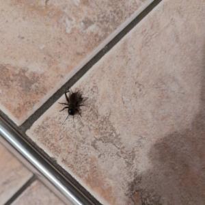 Click to view this image in a large viewer