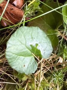 Click to view this image in a large viewer