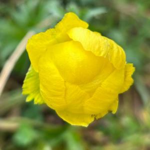 Click to view this image in a large viewer