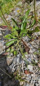 Click to view this image in a large viewer