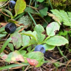 Click to view this image in a large viewer