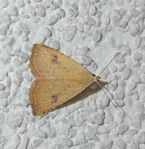 Click to view this image in a large viewer