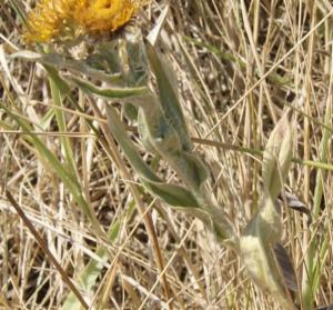 Click to view this image in a large viewer