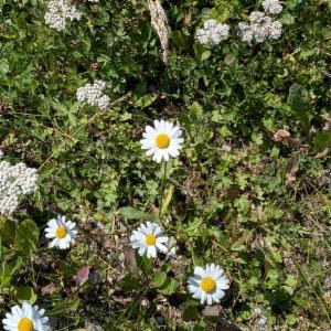 Click to view this image in a large viewer