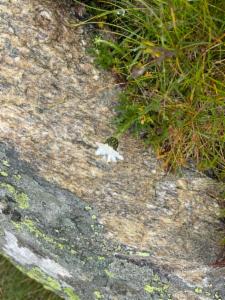 Click to view this image in a large viewer