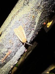 Click to view this image in a large viewer