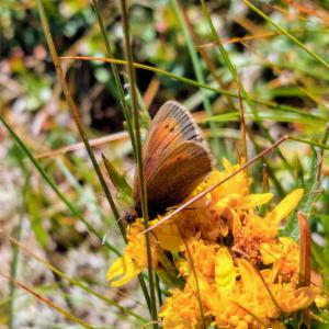 Click to view this image in a large viewer