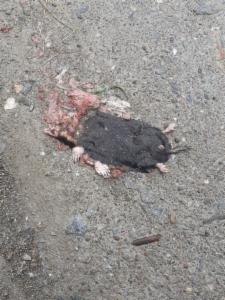 Click to view this image in a large viewer