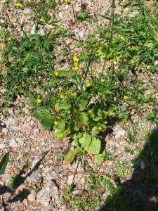 Click to view this image in a large viewer