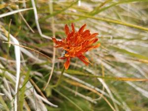 Click to view this image in a large viewer