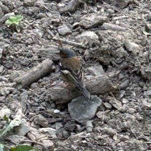 Click to view this image in a large viewer