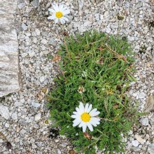 Click to view this image in a large viewer