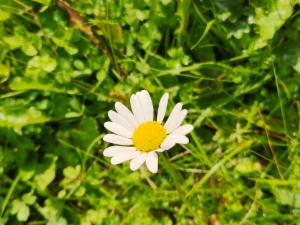 Click to view this image in a large viewer