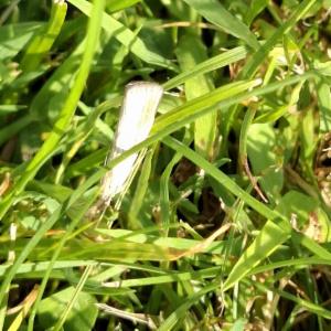 Click to view this image in a large viewer