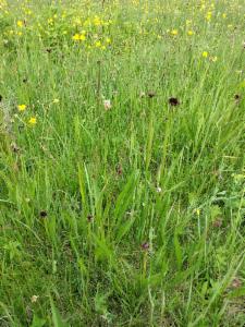 Click to view this image in a large viewer