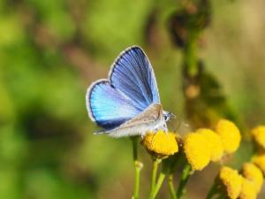 Click to view this image in a large viewer