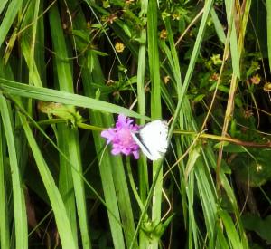 Click to view this image in a large viewer