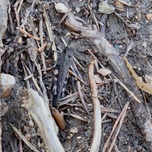 Click to view this image in a large viewer