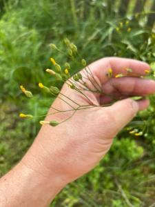 Click to view this image in a large viewer