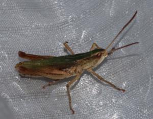 Click to view this image in a large viewer