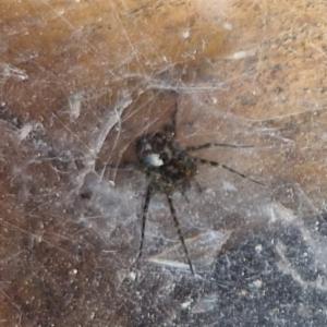 Click to view this image in a large viewer