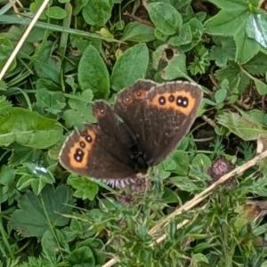 Click to view this image in a large viewer