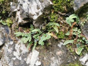 Click to view this image in a large viewer